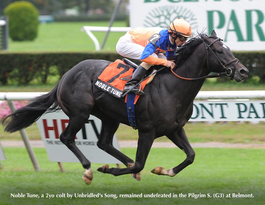 UNBRIDLED'S SONG - Taylor Made Stallions